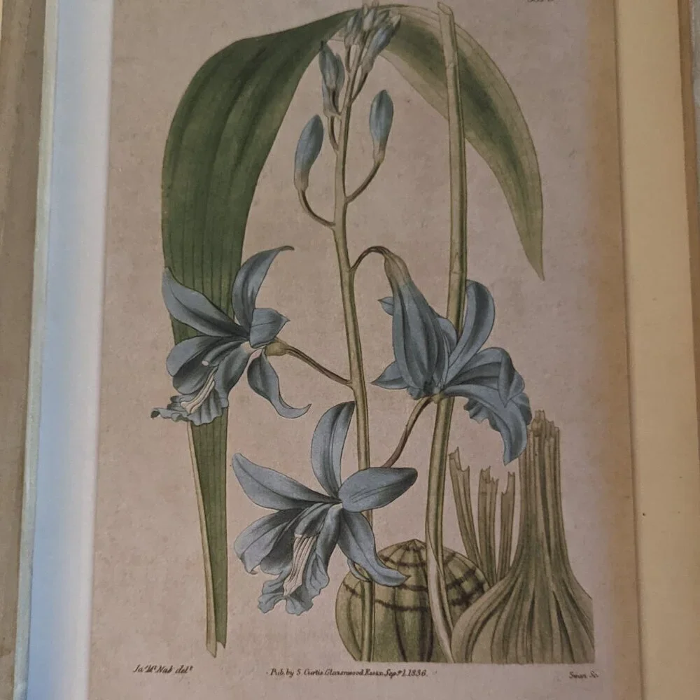 NWT Blue Floral Botanical Farmhouse Vintage Home Wall Decor Michaels Ashland NEW - Picture 2 of 7